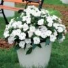 3 Sunpatiens Blanc 1 3 Sunpatiens Blanc -Promos Jardinove Magasin 101108 1 1706104105415