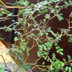 Sophora Prostrata Little Baby -Promos Jardinove Magasin 101128 2 1706105035645