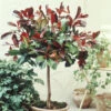 Photinia Red Robin Sur Tige -Promos Jardinove Magasin 101357 1 1706171729931