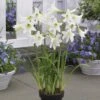 3 Amaryllis De Jardin Sonatini Blanc -Promos Jardinove Magasin 101381 1 1706088633107