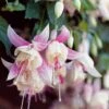 6 Fuchsias Résistants Au Gel En Mélange -Promos Jardinove Magasin 103701 1