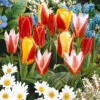 Collection 3 Mois De 60 Tulipes 2 Collection 3 Mois De 60 Tulipes -Promos Jardinove Magasin 103718 2 1699628440691