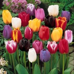 Collection 3 Mois De 60 Tulipes -Promos Jardinove Magasin 103718 4 1699628447656