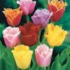 20 Tulipes Frangées En Mélange 2 20 Tulipes Frangées En Mélange -Promos Jardinove Magasin 103721 1