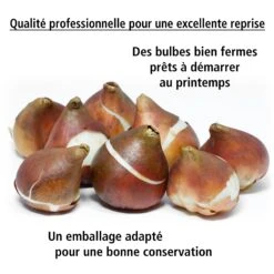 20 Tulipes Frangées En Mélange -Promos Jardinove Magasin 103721 2