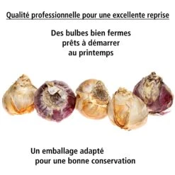 Collection De 9 Jacinthes : Ostara, Jan Bos, Carnegie -Promos Jardinove Magasin 103726 5