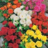 10 Rosiers Polyantha Pour Massif En Mélange -Promos Jardinove Magasin 103760 1