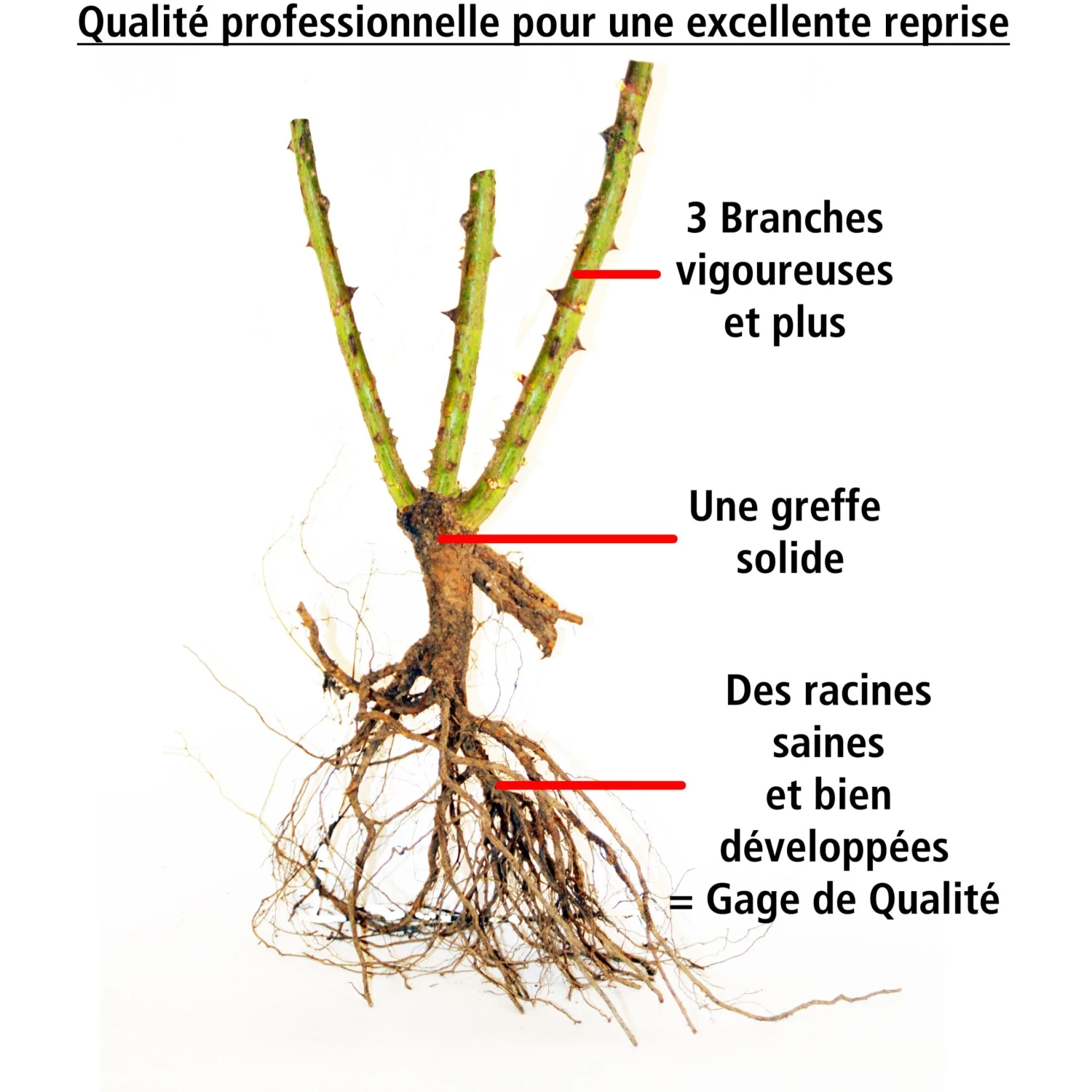 10 Rosiers Polyantha Pour Massif En Mélange 4 10 Rosiers Polyantha Pour Massif En Mélange – Image 2