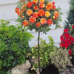 Collection De 2 Mini-rosiers Sur Tiges Armida Et Mousha 8 Collection De 2 Mini-rosiers Sur Tiges Armida Et Mousha -Promos Jardinove Magasin 103789 3