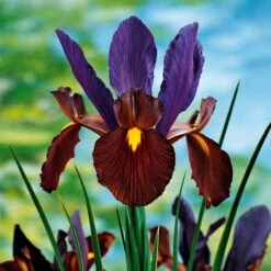 40 Iris De Hollande Colorés En Mélange -Promos Jardinove Magasin 103794 2