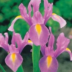 40 Iris De Hollande Colorés En Mélange -Promos Jardinove Magasin 103794 3