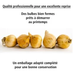 40 Iris De Hollande Colorés En Mélange -Promos Jardinove Magasin 103794 6