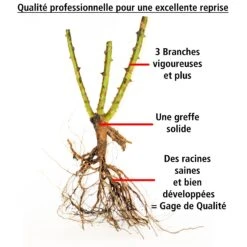 2 Rosiers Buissons Résistants Aux Maladies -Promos Jardinove Magasin 103818 6