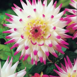 8 Dahlias Cactus En Mélange 11 8 Dahlias Cactus En Mélange -Promos Jardinove Magasin 103825 1