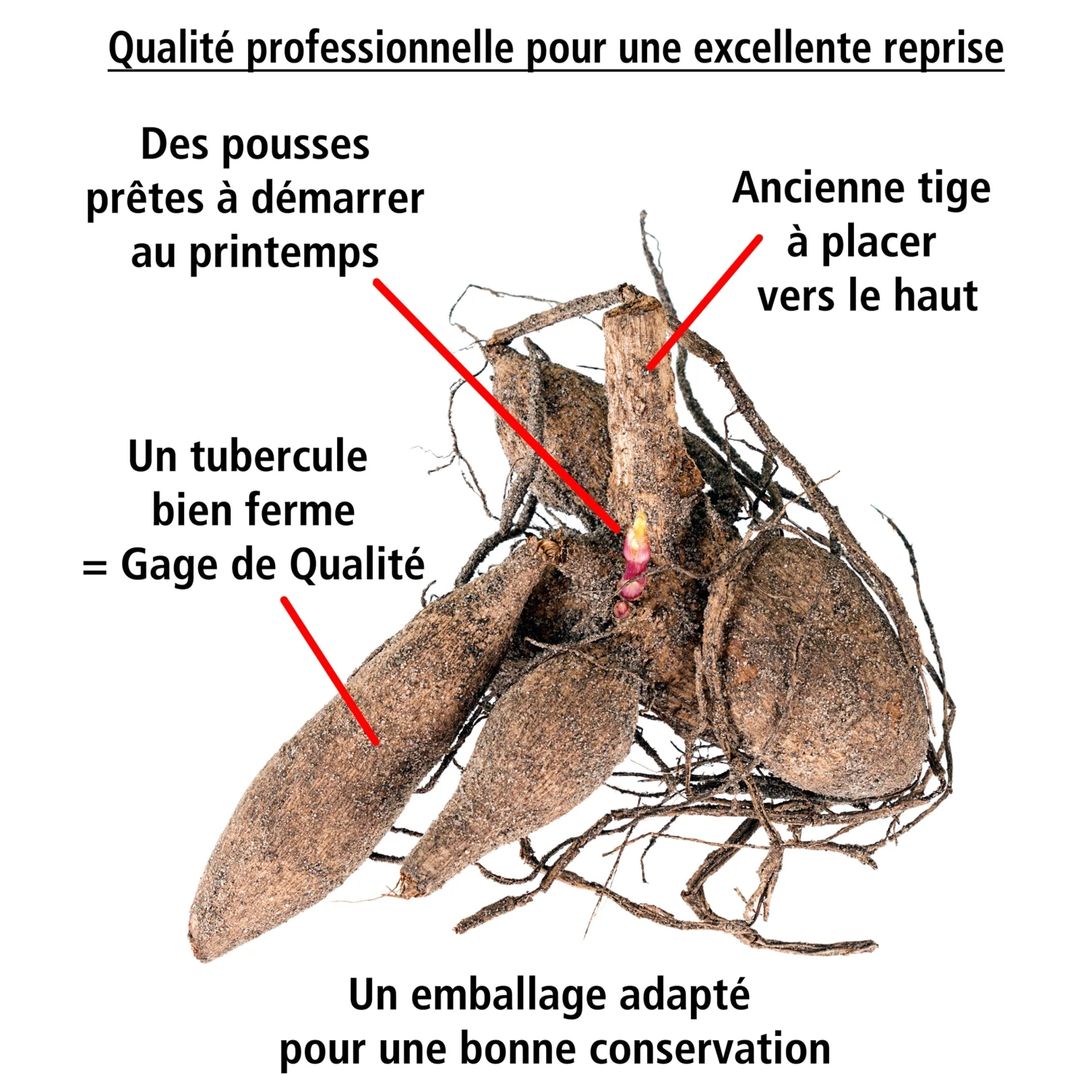 8 Dahlias Cactus En Mélange 8 8 Dahlias Cactus En Mélange – Image 6