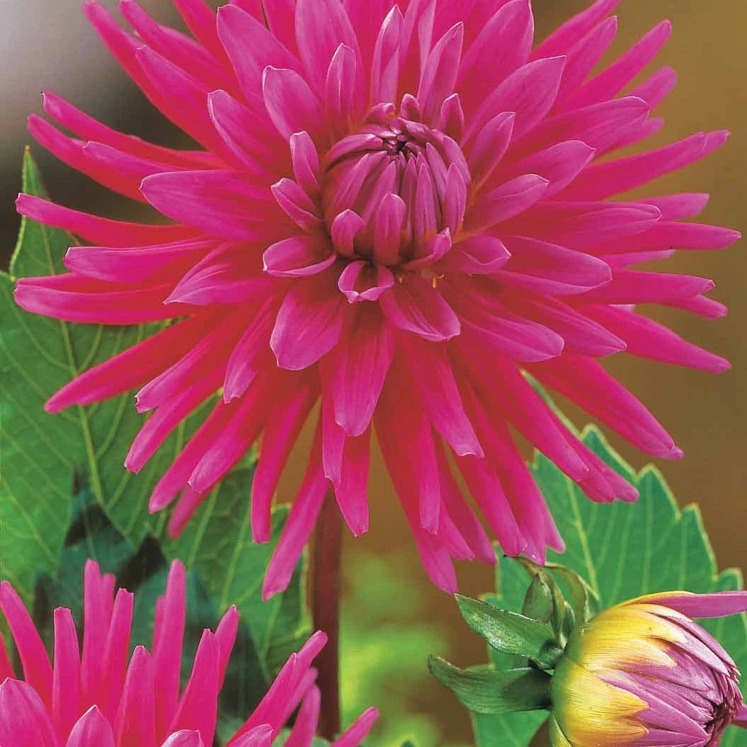 8 Dahlias Cactus En Mélange 4 8 Dahlias Cactus En Mélange – Image 2