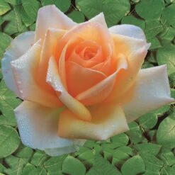 Collection De 4 Rosiers : Whisky, Malaga, Lune Bleue, Magie Parfum -Promos Jardinove Magasin 103833 2