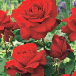 Collection De 4 Rosiers : Whisky, Malaga, Lune Bleue, Magie Parfum -Promos Jardinove Magasin 103833 3