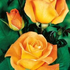 Collection De 4 Rosiers : Whisky, Malaga, Lune Bleue, Magie Parfum -Promos Jardinove Magasin 103833 4