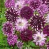 5 Grands Dahlias En Mélange -Promos Jardinove Magasin 103841 1