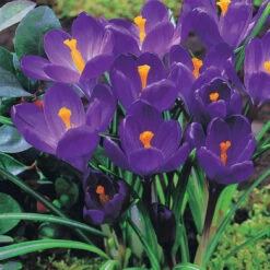 60 Crocus Blanc Violet, Jaune, Blanc, Violet En Mélange -Promos Jardinove Magasin 103847 2