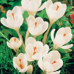 60 Crocus Blanc Violet, Jaune, Blanc, Violet En Mélange -Promos Jardinove Magasin 103847 3
