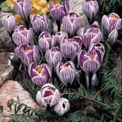 60 Crocus Blanc Violet, Jaune, Blanc, Violet En Mélange -Promos Jardinove Magasin 103847 4