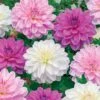 6 Dahlias Bonesta En Mélange -Promos Jardinove Magasin 103875 1