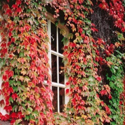 Collection De 3 Grimpantes : Chèvrefeuille, Clématite, Vigne Vierge 9 Collection De 3 Grimpantes : Chèvrefeuille, Clématite, Vigne Vierge -Promos Jardinove Magasin 103917 3 1704898577017