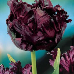 Collection De 24 Tulipes Perroquet : Princesse Irene, Black Parrot, Apric -Promos Jardinove Magasin 104010 3