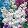 Collection De 4 Lilas Doubles -Promos Jardinove Magasin 104048 1