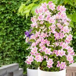 Collection De 3 Grimpantes : Chèvrefeuille, Clématite, Vigne Vierge 8 Collection De 3 Grimpantes : Chèvrefeuille, Clématite, Vigne Vierge -Promos Jardinove Magasin 12152 00 BAKIE 5173e1a0 aeb7 43b4 aa32 9af48e683088 1704898652474