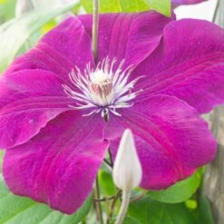 Clématite Rouge Cardinal -Promos Jardinove Magasin 41452 5