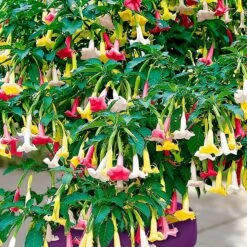 Brugmansia Tricolore Rose, Blanc, Jaune 11 Brugmansia Tricolore Rose, Blanc, Jaune -Promos Jardinove Magasin 46864 2