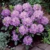 Rhododendron Catawbiense Grandiflorum 1 Rhododendron Catawbiense Grandiflorum -Promos Jardinove Magasin 60004 4 1700144083060