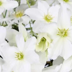 Clématite Avalanche -Promos Jardinove Magasin 62261 3