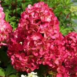 Hortensia Paniculé Diamant Rouge -Promos Jardinove Magasin 64449 1