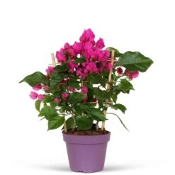 Bougainvillier Vera Deep Purple -Promos Jardinove Magasin 71074 3