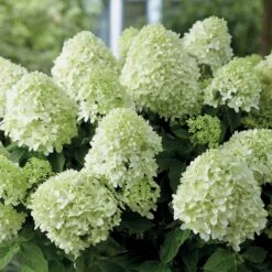 Hortensia Paniculé Little Spooky 7 Hortensia Paniculé Little Spooky -Promos Jardinove Magasin 80068 6 1700128802080