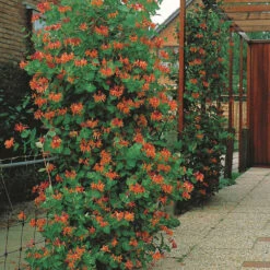 Chèvrefeuille Grimpant Dropmore Scarlet -Promos Jardinove Magasin 85113 5