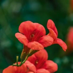 Bignone Stromboli -Promos Jardinove Magasin ADO 007491 2 1706612798771