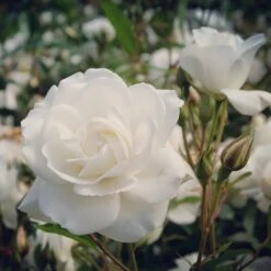 Rosier Sur Tige Korbin -Promos Jardinove Magasin ADO 010208 3 1704807754221