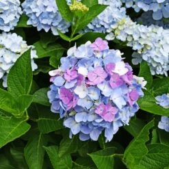 Hortensia Tricolore -Promos Jardinove Magasin ADO 017749 2 BK 1703154909200