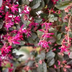 Loropétale Black Pearl -Promos Jardinove Magasin ADO 018110 2 1706621472963