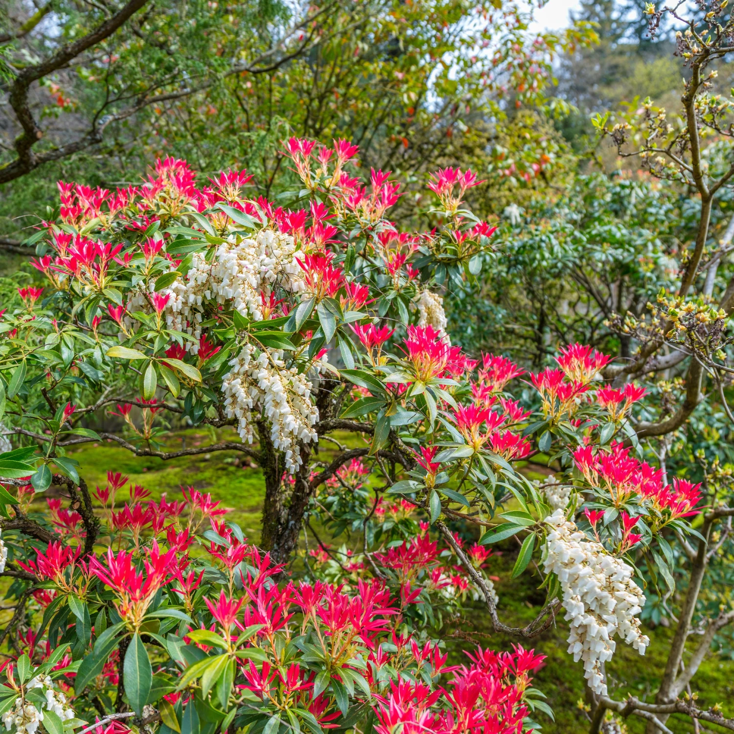 Pieris Forest Flame 3 Pieris Forest Flame