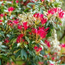 Pieris Forest Flame 9 Pieris Forest Flame -Promos Jardinove Magasin ADO 018687 2 1706622646427