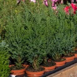 Collection De 5 Conifères Persistants -Promos Jardinove Magasin ADO 020150 3 1704812177168