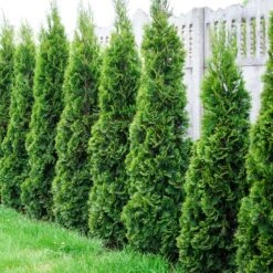 Collection De 5 Conifères Persistants -Promos Jardinove Magasin ADO 020150 4 1704812108856