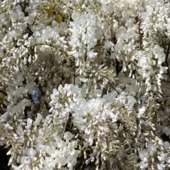 Glycine Blanche Sur Tige -Promos Jardinove Magasin ADO 020388 2 1705073836881
