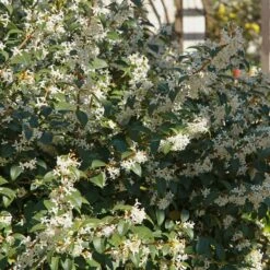 Osmanthe De Burkwood -Promos Jardinove Magasin ADO 027580 4 1705573696686